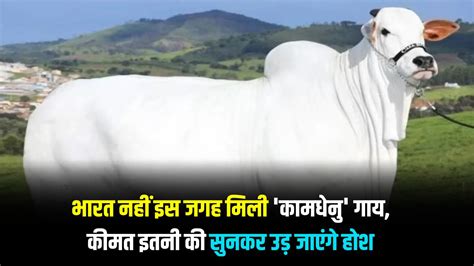 World Most Expensive Cow भारत नहीं इस जगह मिली कामधेनु गाय कीमत