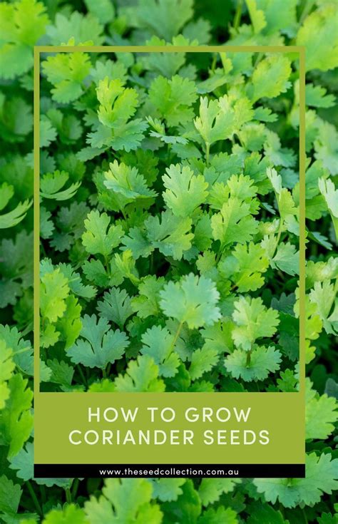 How To Grow And Eat Coriander At Martha Priddy Blog