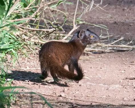 Marsh Mongoose - Facts, Diet, Habitat & Pictures on Animalia.bio