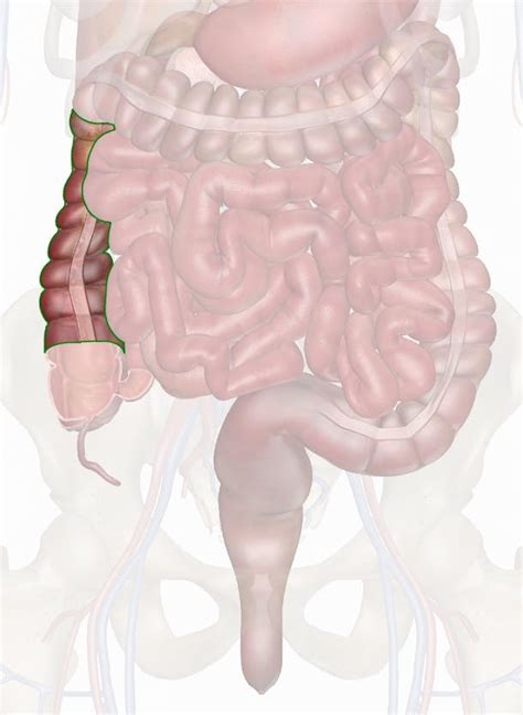 Ascending Colon Diagram