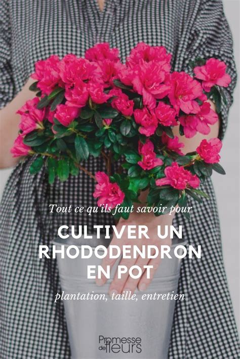 Rhododendrons Comment Les Cultiver En Pot Rhododendron Cultiver