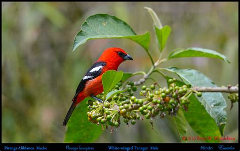 White Winged Tanager Adult Male Piranga Leucoptera Along V Flickr