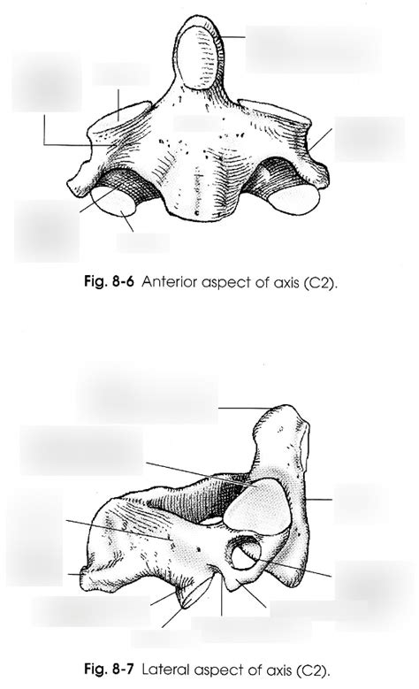 Axis C2 Diagram Quizlet