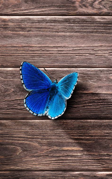 Blue Butterfly Wallpaper 4K