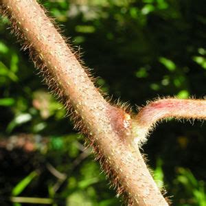 Kiwi Chinesischer Strahlengriffel Frucht bräunlich Blatt grün Actinidia