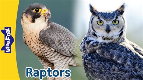 Raptors Birds That Hunt And Eat Other Animals Birds Of Prey Owl