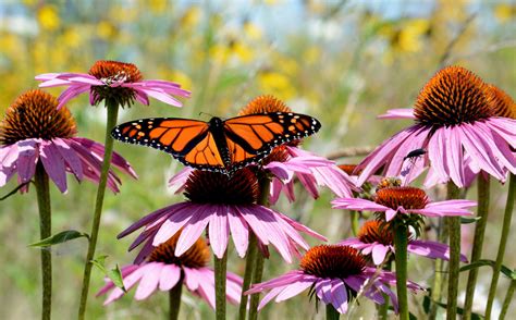 How To Plant A Pollinator Friendly Garden 5280