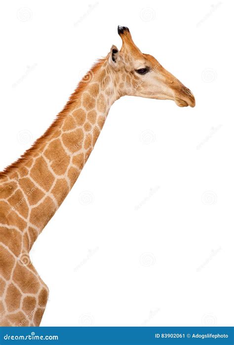 Giraffe Head and Neck Isolated Stock Image - Image of neck, animal ...