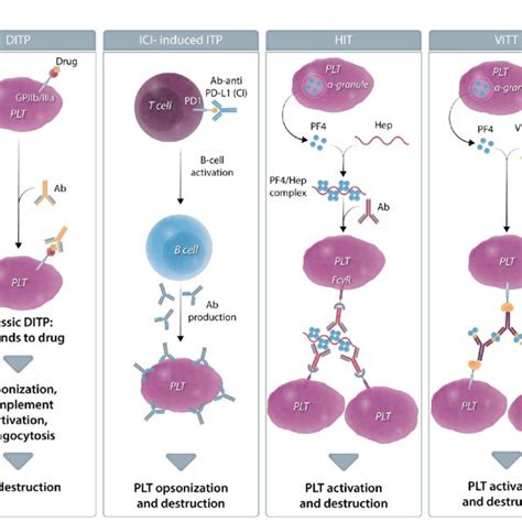 Schematic Representation Of The Pathophysiology Of Drug Induced Download Scientific Diagram