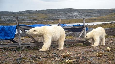 2 polar bears invade Nunavut family's campsite | CBC News