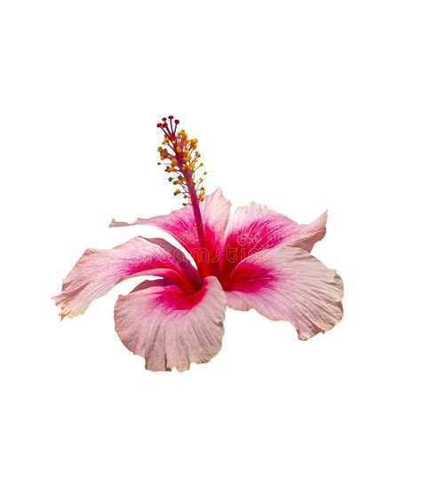 Flor Cor De Rosa E Vermelha Do Hibiscus No Branco Imagem De Stock