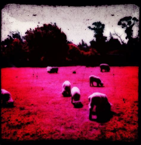 Sheep grazing Sheep, Celestial, Sunset, Painting, Outdoor, Art ...