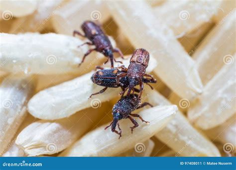 Rice Weevils Sitophilus Oryzae Stock Image Image Of Pest Fauna 97408011