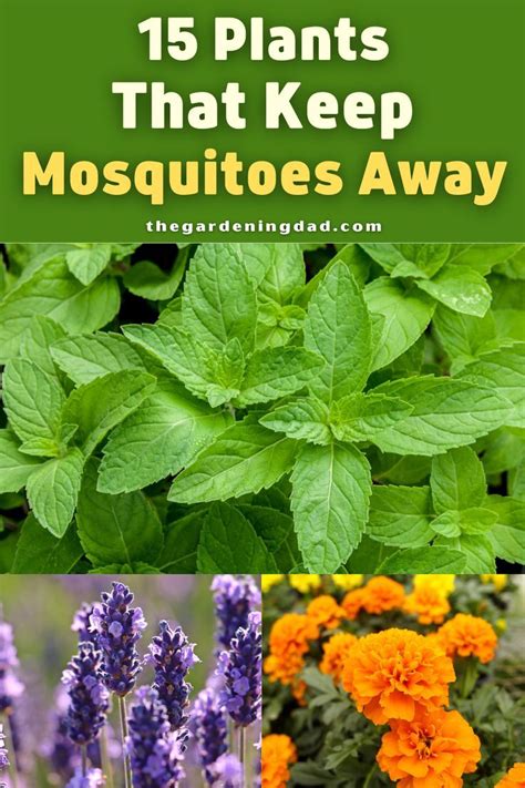 10 Plants To Keep Mosquitos Away Artofit