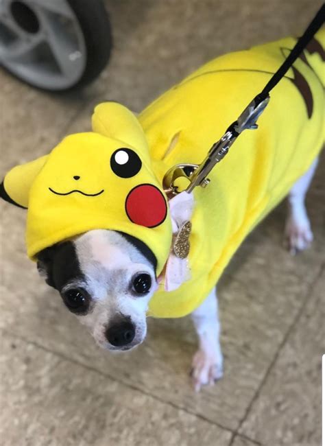 Pikachu | Halloween Costume Contest