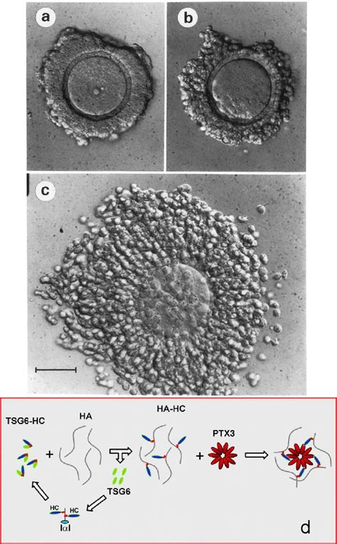 Cumulus Cell Oocyte Complex Before A And After C Expansion In