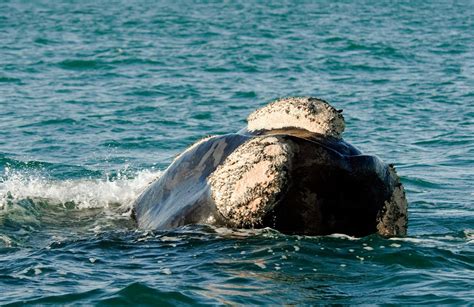 More information about whale watching in Gansbaai, South Africa ...