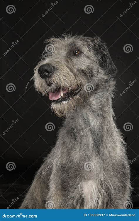 Portrait Of A Irish Wolfhound Looking Away On A Black Background Stock ...