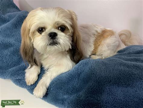 Shih Tzu Female Stud Dog In Florida The United States Breed Your Dog