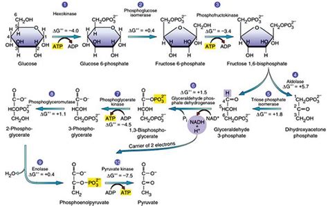 Glycolysis 10 Steps Explained Steps By Steps With Diagram Biochemistry Biological Chemistry