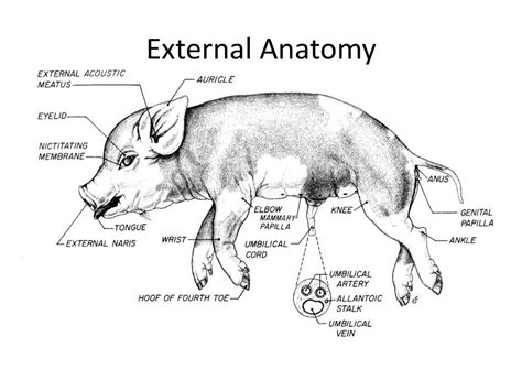 Fetal Pig Dissection Diagram Labeled Answers