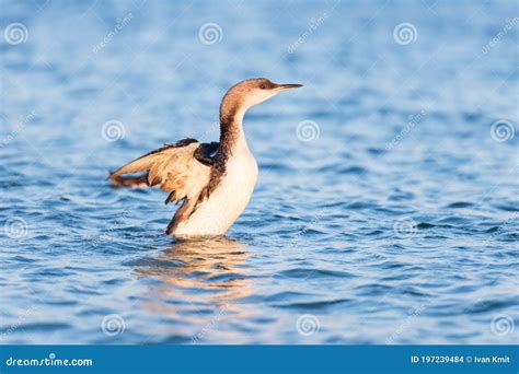 The Great Cormorant In Natural Habitat Stock Photo Image Of Plumage