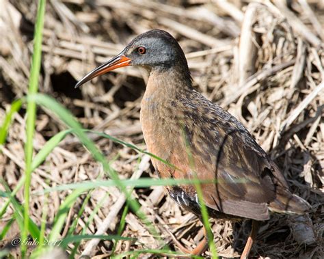 R Le De Virginie Virginia Rail Terrebonne Qu Bec Canad Flickr