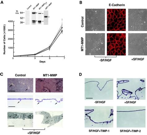 Characterization Of Mt1 Mmpoverexpressing Mdck Cells A Proliferative