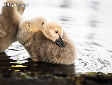 Close Up Image Of A Black Swan Cygnet Preening Its Fine Feathers