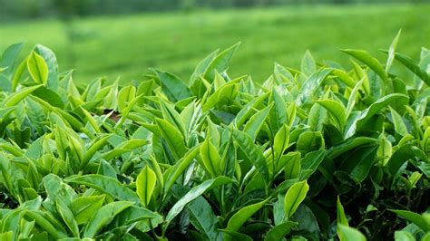 M Tech Gardens Tea Plant Camellia Sinensis Hybrid Exotic Live