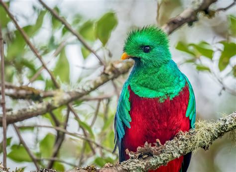 Download Bird Resplendent Quetzal Animal Quetzal Hd Wallpaper