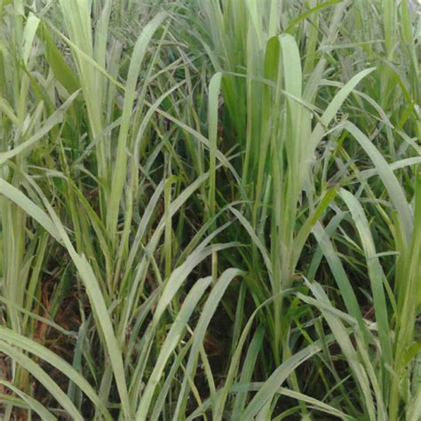 How To Grow Super Napier Grass A Guide To Planting To Harvesting