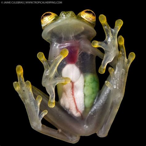 Pregnant Glass Frog