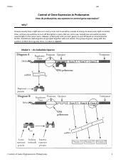 Pogil Prokaryote Gene Expression Ola Docx Name Per Control Of Gene