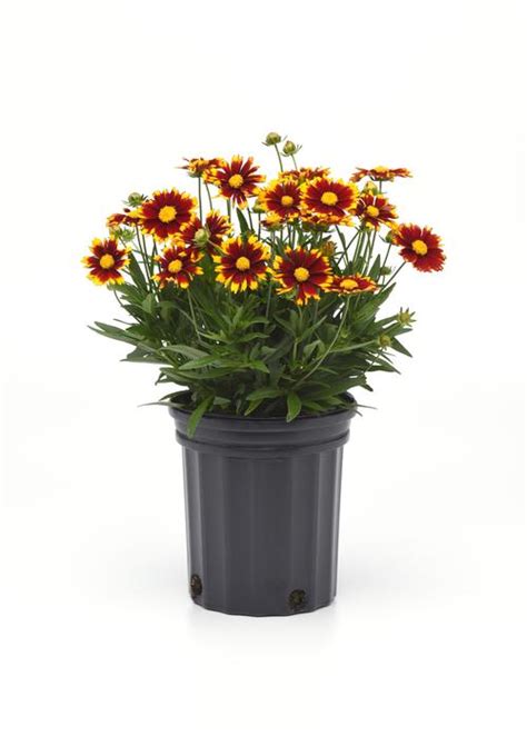 Tickseed Coreopsis Uptick Red From Growing Colors