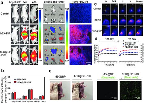 Biodistribution Analysis And In Vivo Photothermal Performance A