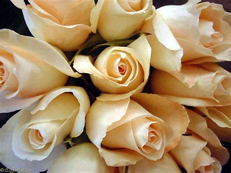 Cream Roses Beautiful Flowers Cream Roses Beautiful Blooms