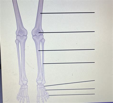 Leg bones Diagram | Quizlet