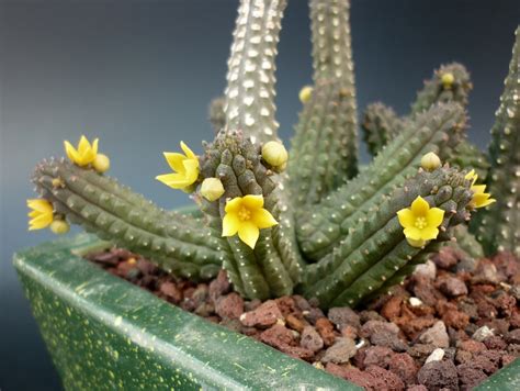 Echidnopsis Cereiformis Balcone Fiorito Il Blog Del Giardinaggio