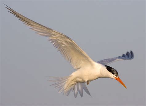 Egypt Hightlights Bird Watching In Egypt