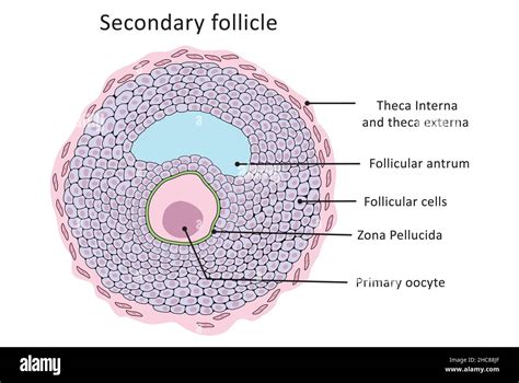 Ovarian follicle histology hi-res stock photography and images - Alamy