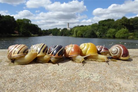 How citizen scientists helped us discover snail shell colour evolution ...