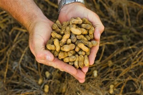 Cu L Es El Momento Adecuado Para Sembrar Cacahuetes En Galicia