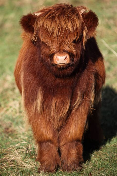 If You Ever Feel Down, These Highland Cattle Calves Will Surely Cheer ...