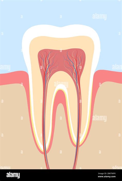 Tooth Cross Section Anatomical Chart With Enamel Dentin Pulp