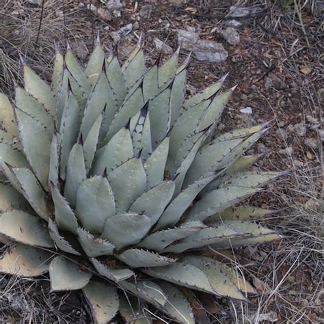 Agave parryi #1896.86 - Mesa Garden