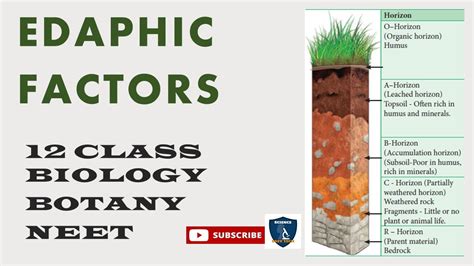 Edaphic Factors I Principles Of Ecology I Botany I Class 12 TNSCERT