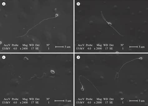 Scielo Brasil Sperm Quality Of The Amazon Catfish Leiarius