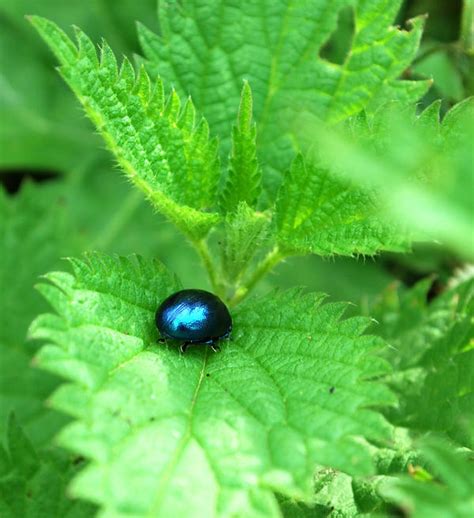 small blue beetle 2 by yakinii on DeviantArt