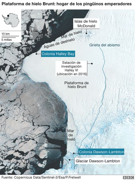 Pingüino Emperador La Catástrofe Que Hizo Que Se Ahogaran Miles De Crías En La Antártida Bbc